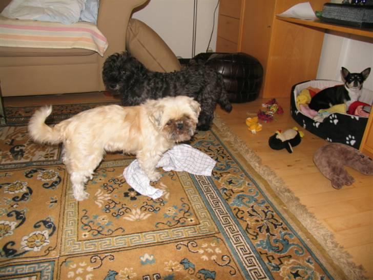 Blanding af racer Minneke *himmelhund* R.I.P. min skat. - Mille, Mona og Perle billede 7