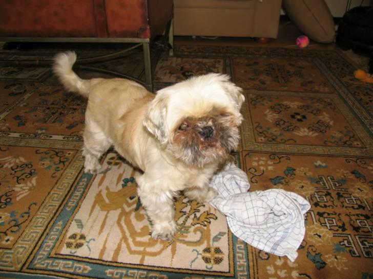 Blanding af racer Minneke *himmelhund* R.I.P. min skat. billede 8