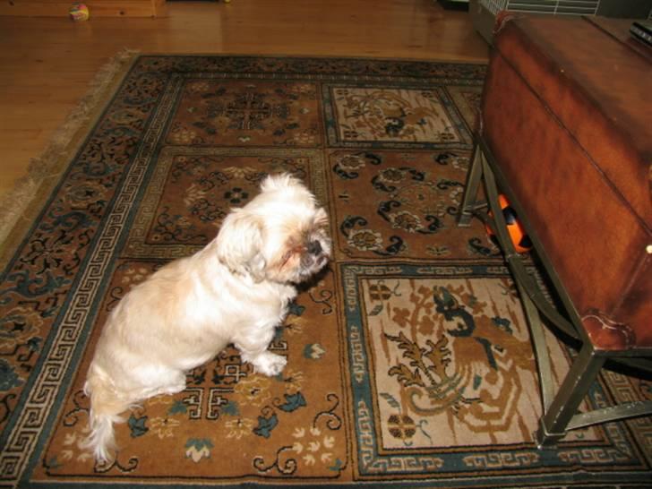 Blanding af racer Minneke *himmelhund* R.I.P. min skat. billede 9