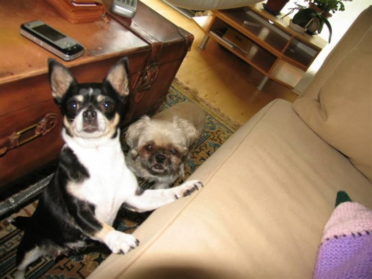 Blanding af racer Minneke *himmelhund* R.I.P. min skat. - Mille og Perle billede 10