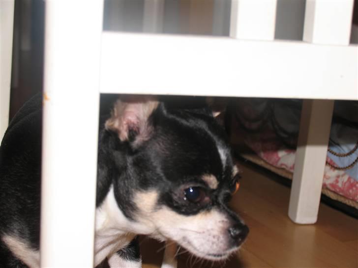 Chihuahua Perle - Himmelhund :( billede 7