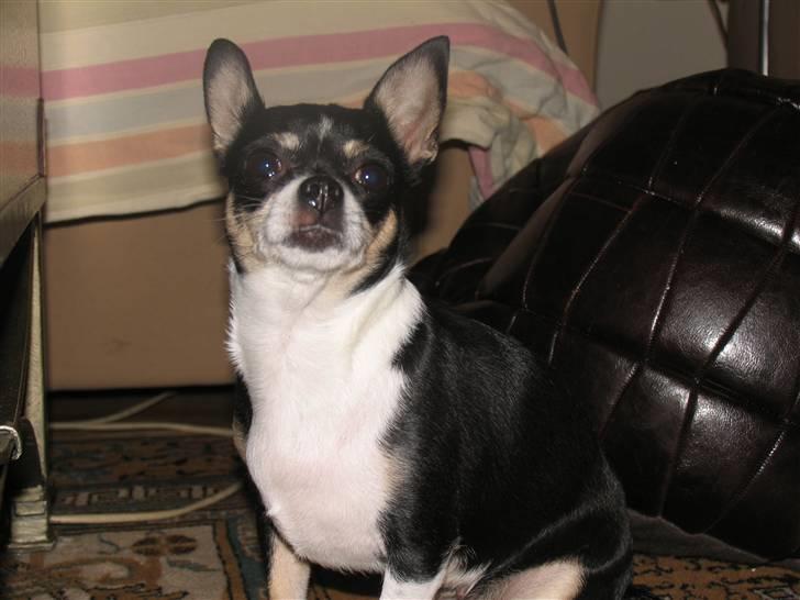 Chihuahua Perle - Himmelhund :( billede 8