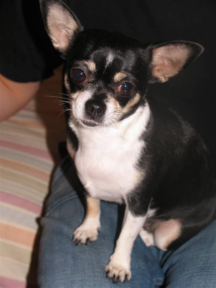Chihuahua Perle - Himmelhund :( billede 9