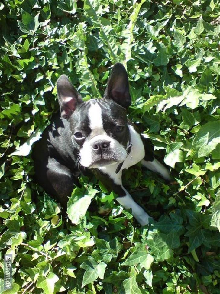 Boston terrier Tim - Tim i haven billede 10