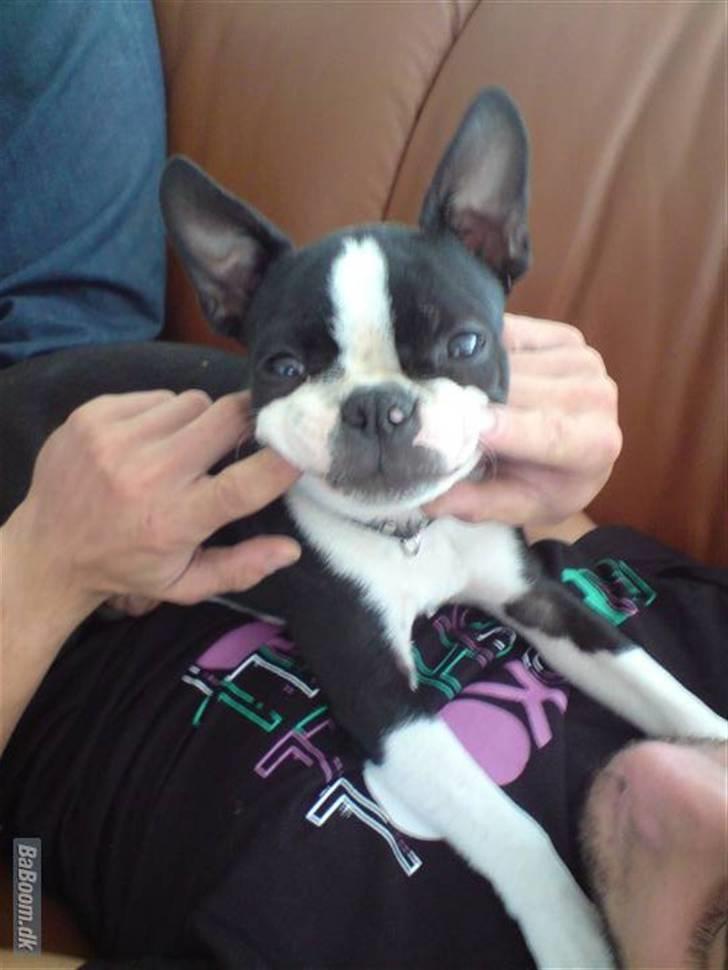 Boston terrier Tim - Total glad:) billede 11