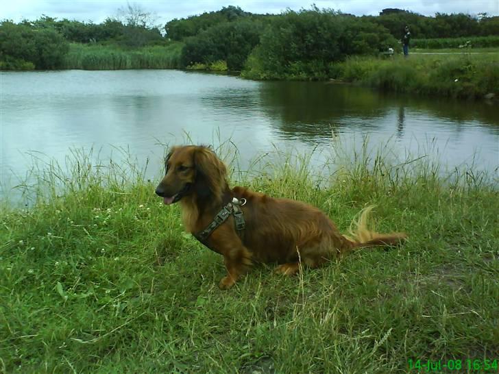 Gravhund Felix - Hmm!!  Gravhundenes konge billede 1