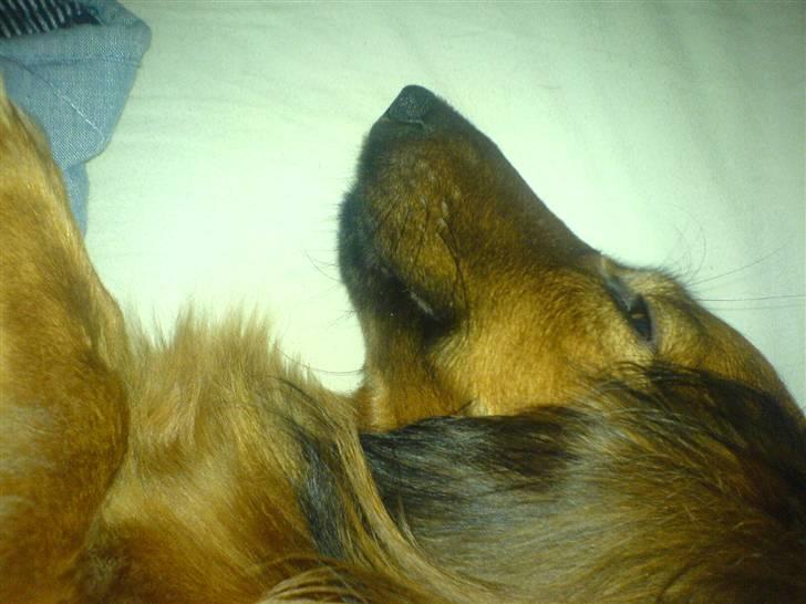 Gravhund Felix - Jeg ved godt jeg ligger i sengen !! men helt ærlig.... jeg sover altså...!!!! billede 2