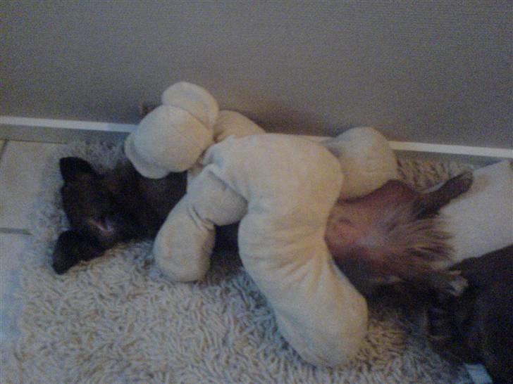 Gravhund Felix - Jeg putter lige med min bamse. billede 3