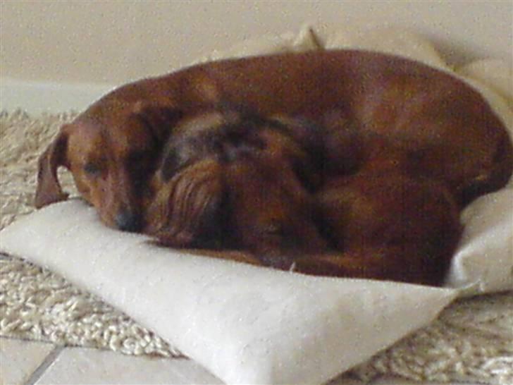 Gravhund Felix - Her putter jeg sammen med min søn Frede billede 4