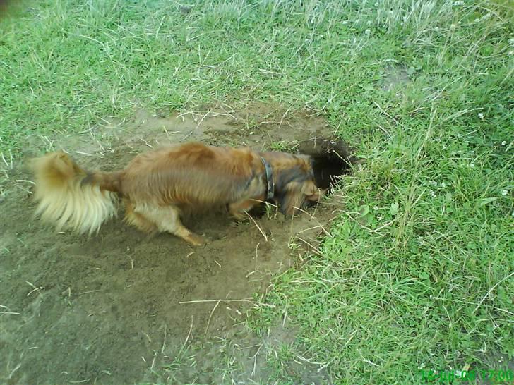 Gravhund Felix - !! Jeg er sikker på at der er et ben dernede!!! billede 5