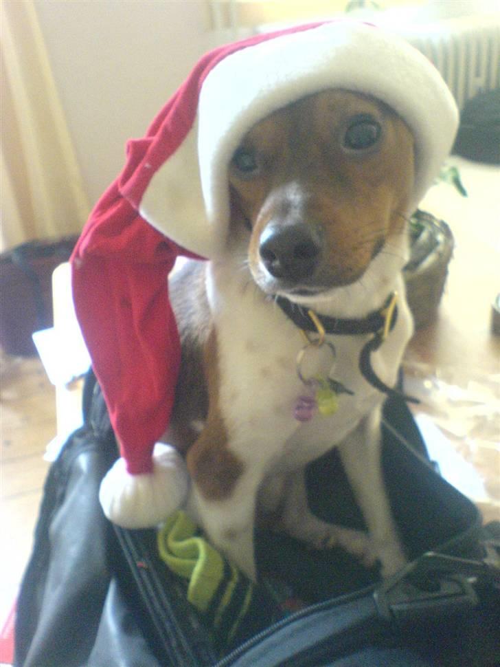 Dansk svensk gaardhund Lucky. RIP! (L) - Lucky klar til juleaften. billede 5