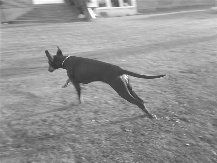 Dobermann Torontos Lady - Jiiiiiiiiiihaaaaaaaaaa billede 1
