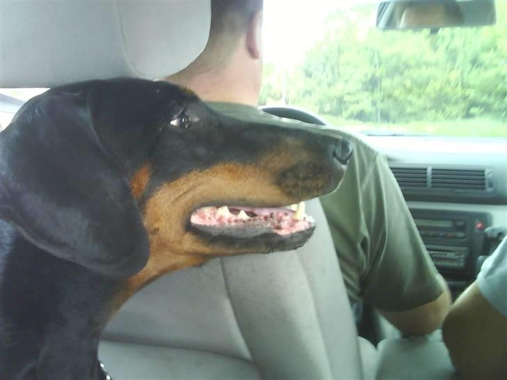 Dobermann Torontos Lady - hvor køre vi hen  billede 2