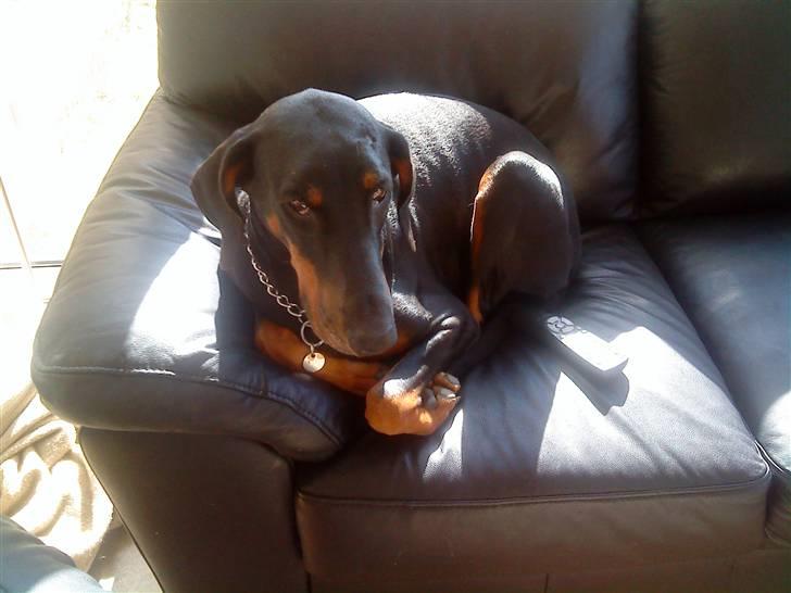 Dobermann Torontos Lady - hvad mon der er på tv2 billede 3