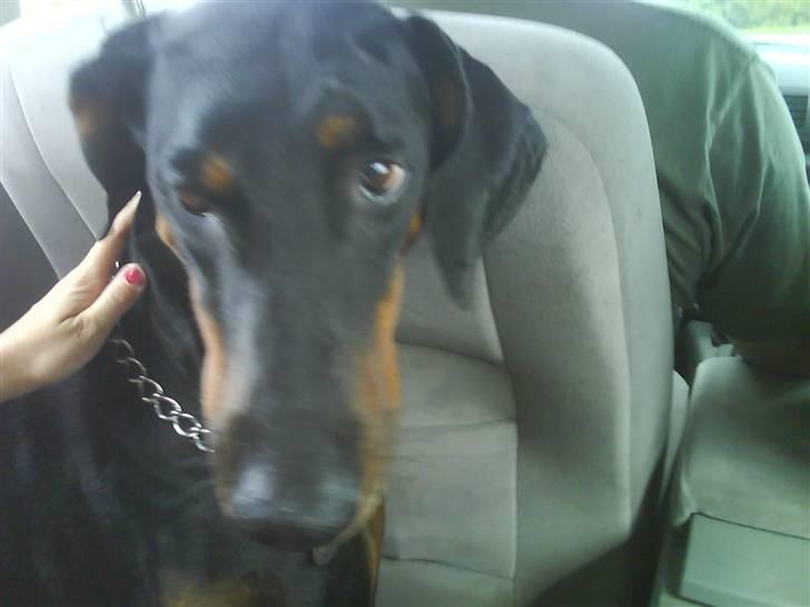 Dobermann Torontos Lady - er jeg ikke bare sød billede 4