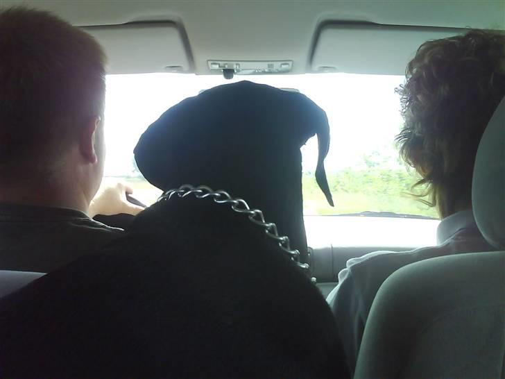 Dobermann Torontos Lady - min far og min mor ja og så lige Lady billede 5