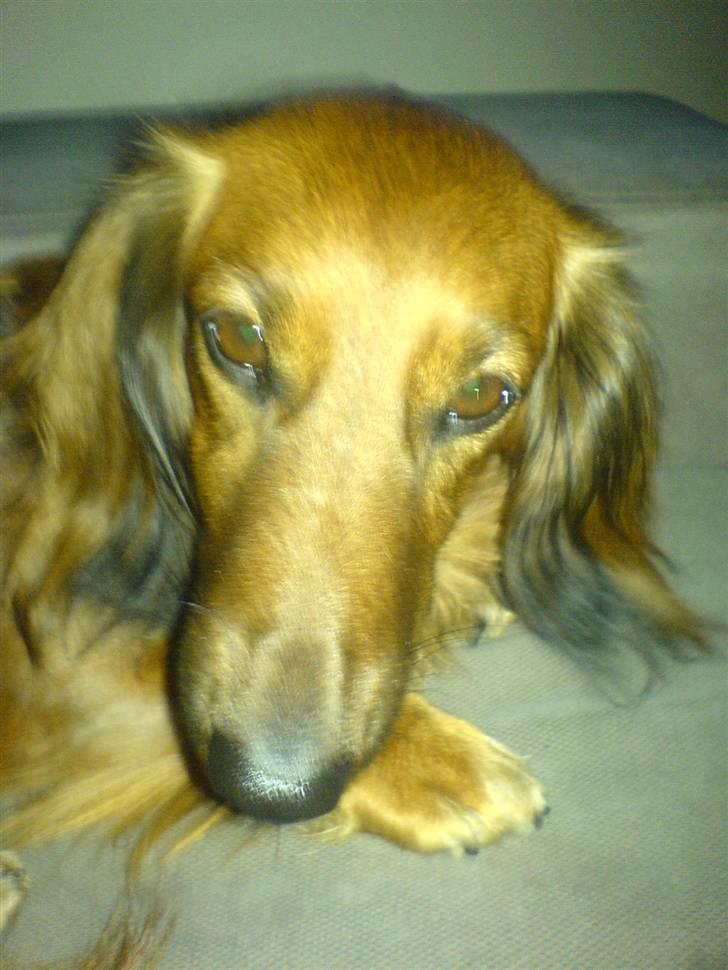 Gravhund Felix - !! Min mor har stadig ikk fattet jeg ikk kan få et pas!! hvorfor så et billed!! billede 6