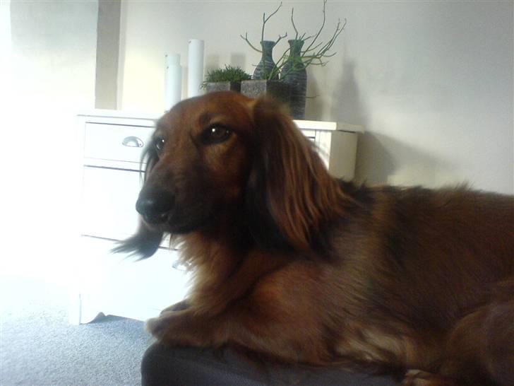 Gravhund Felix - Hmm..  billede 7