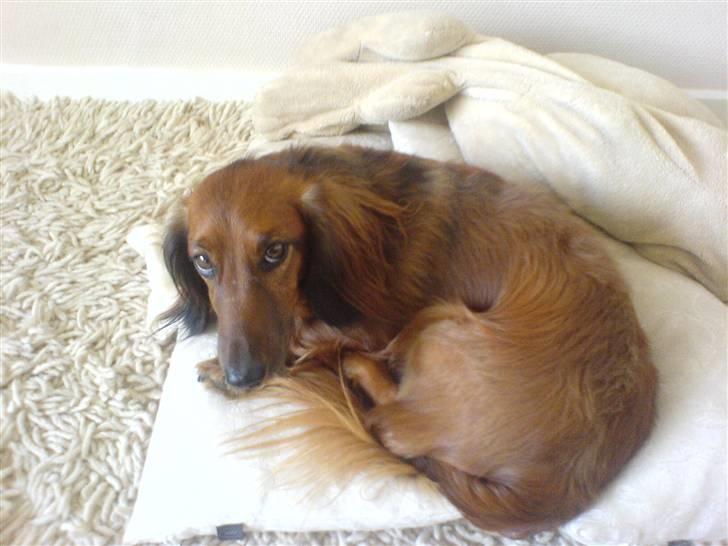 Gravhund Felix billede 8