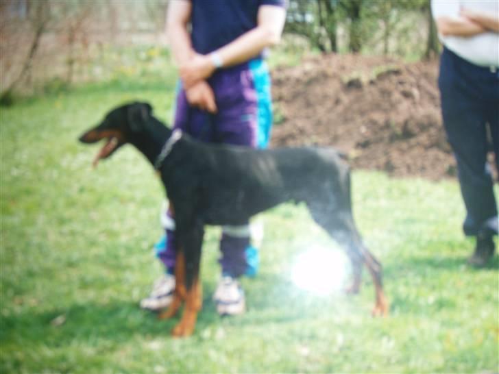 Dobermann †Chaco† min egen :''''/ - Velkommen til Chaco´s profil(: unskyld billed-kvaliteten, men billederne er taget fra rigtige fotografier (: billede 1