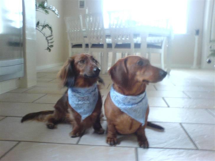 Gravhund Felix - Far & søn skal i byen !! billede 9