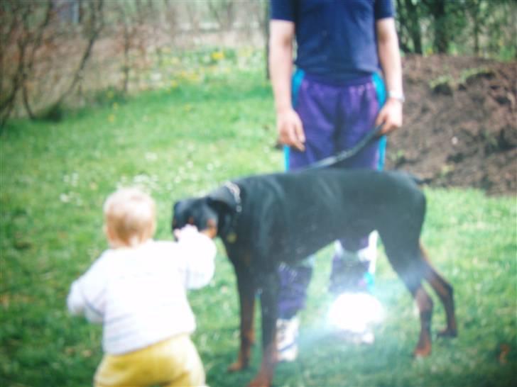 Dobermann †Chaco† min egen :''''/ - Chaco og jeg da vi var små (: det var tider :´´´) billede 2