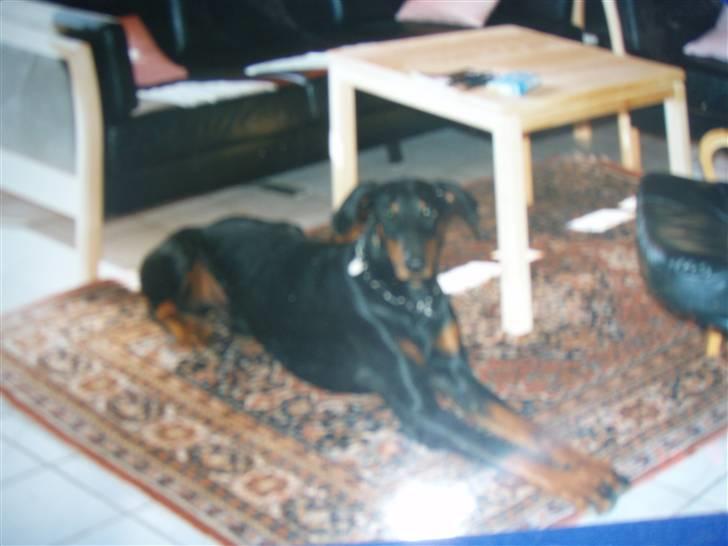 Dobermann †Chaco† min egen :''''/ - Chaco(: billede 3