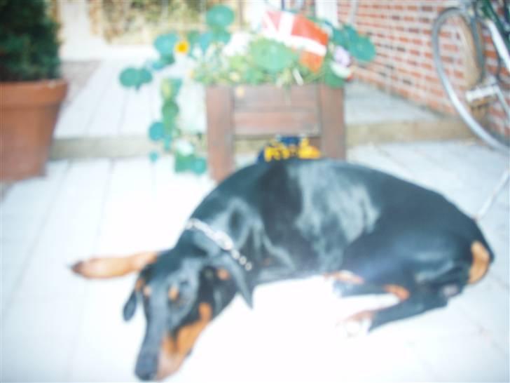 Dobermann †Chaco† min egen :''''/ - på fliserne bliver hurtigt træt Ö gab, gab ! <33 billede 4