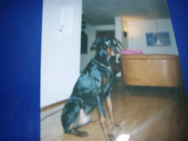 Dobermann †Chaco† min egen :''''/ - Chaco billede 5