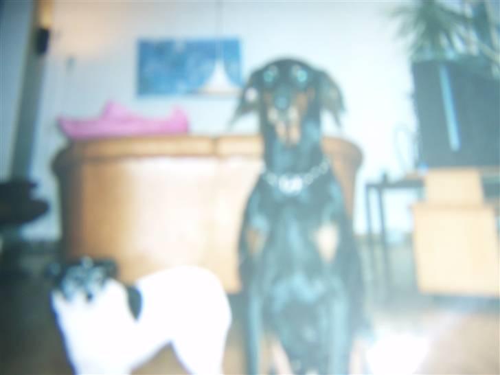 Dobermann †Chaco† min egen :''''/ billede 6