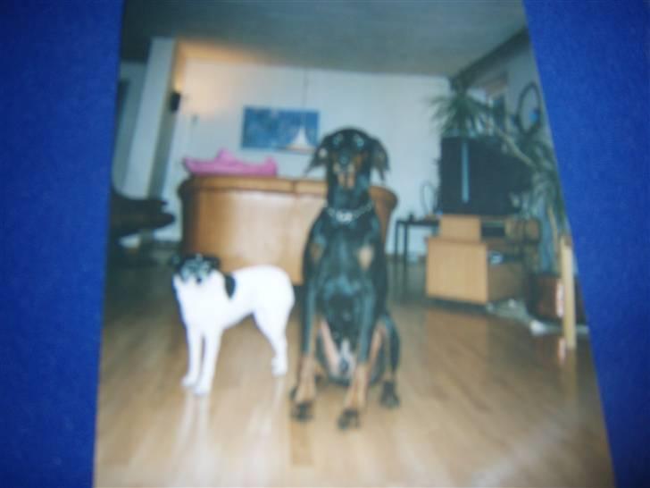 Dobermann †Chaco† min egen :''''/ billede 7