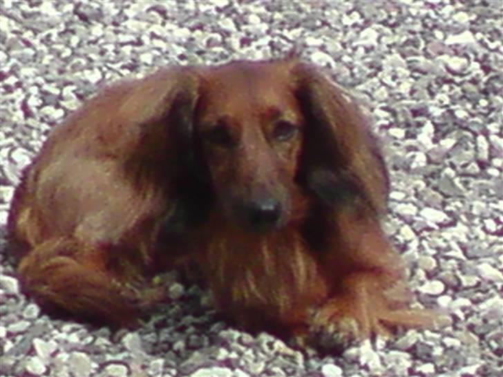 Gravhund Felix billede 10