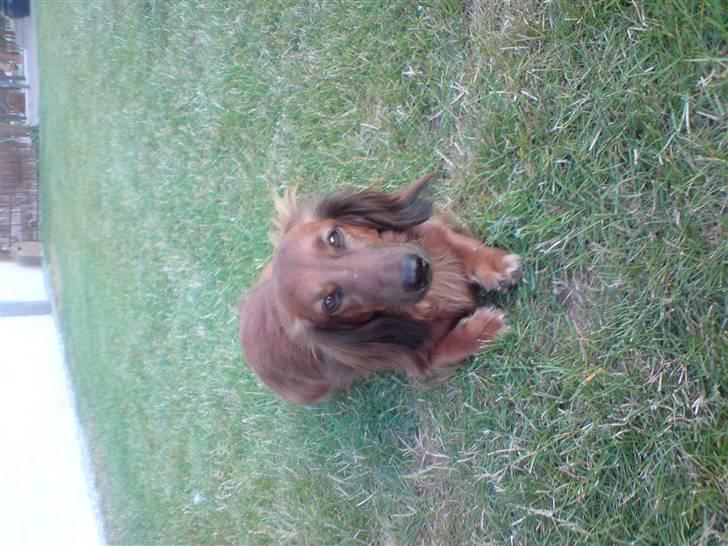 Gravhund Felix billede 11