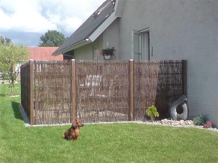 Gravhund Felix billede 12