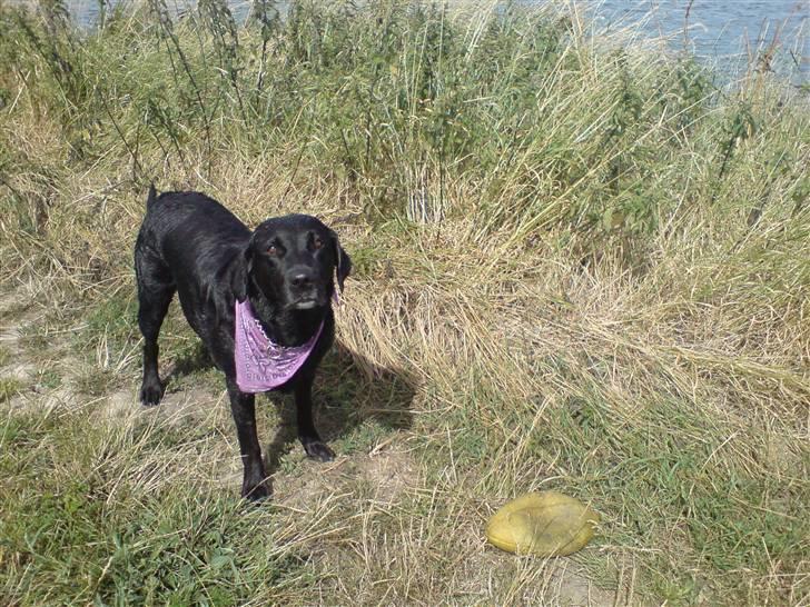 Labrador retriever Sally - Saly med sit fine nye tørklæde. ( på ærø) billede 1