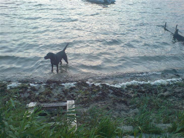 Labrador retriever Sally - sally i vandet ( ærø) billede 2