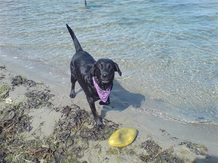 Labrador retriever Sally - (( KAST NU BOLDEN !!! )) billede 3