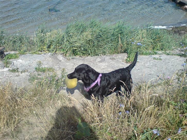 Labrador retriever Sally - Se hvad jeg har billede 4