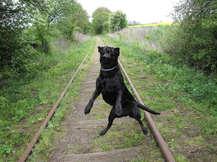 Labrador retriever Sally - Lidt hygge i sofaen, Mig og sally billede 5