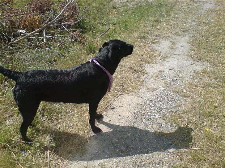 Labrador retriever Sally - Hvor er hun fin billede 6