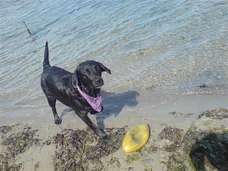 Labrador retriever Sally billede 7