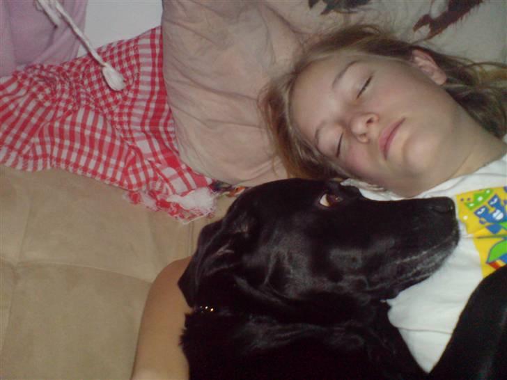 Labrador retriever Sally - hun er så god til at passe, mig når jeg er slemt syg.. ;D  billede 8