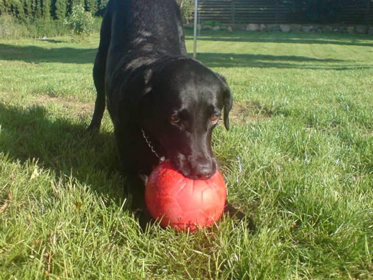 Labrador retriever Sally - Se Iben. er den ikke fin billede 9