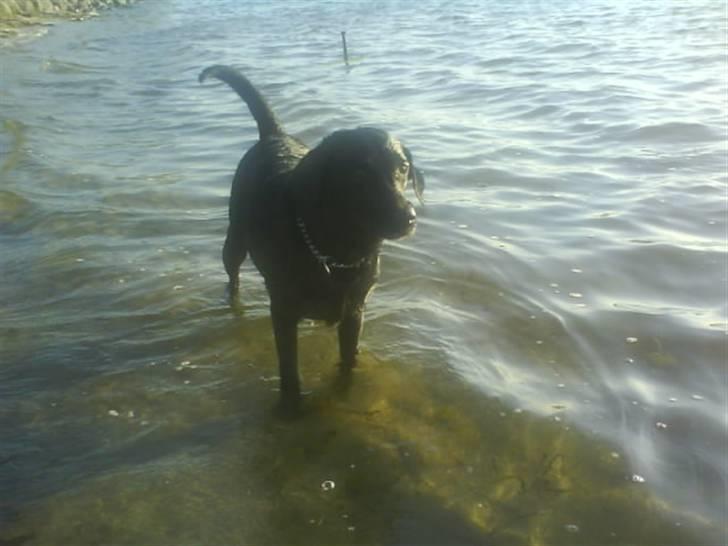 Labrador retriever Sally - VAAAAAND!!! Det er dejligt,!!!! billede 10