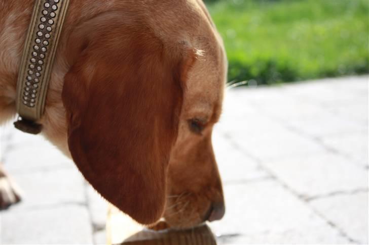 Blanding af racer Freia - Så er jeg blevet stor :) 1 år og 10 mdr. billede 18