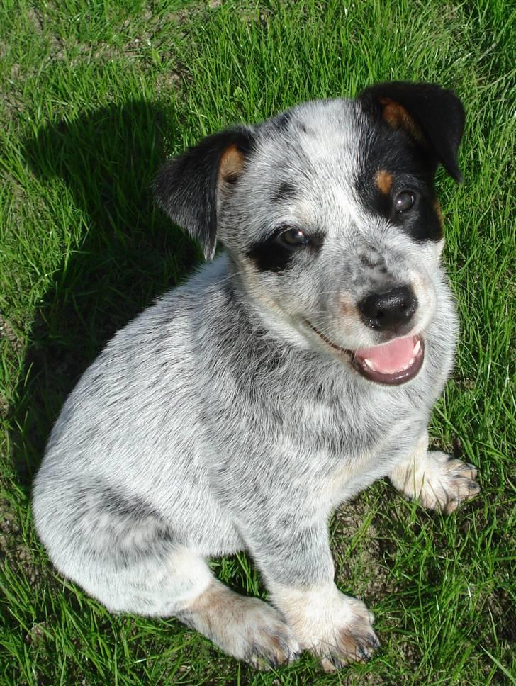 Australsk cattledog Max - Sååå sød... billede 4