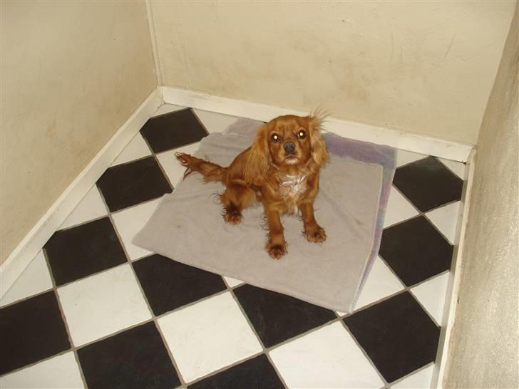 Cavalier king charles spaniel aZalia's Coco billede 11