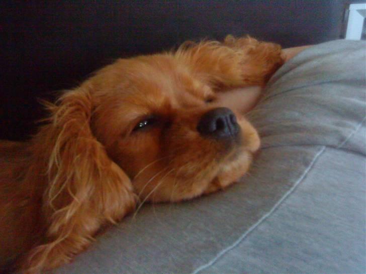 Cavalier king charles spaniel aZalia's Coco billede 12