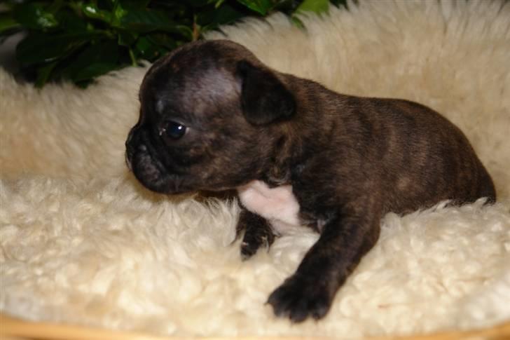 Fransk bulldog Rocko billede 1