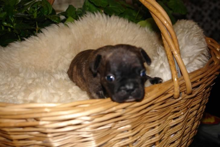 Fransk bulldog Rocko billede 2